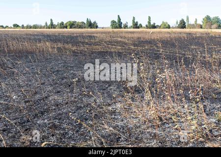 Auf der Lambs Lane South in Rainham, London, brach ein Grasbrand aus. Zehn Feuerwehrfahrzeuge und rund 70 Feuerwehrleute nahmen das Feuer in Angriff. Das Vereinigte Königreich ist hoch Stockfoto