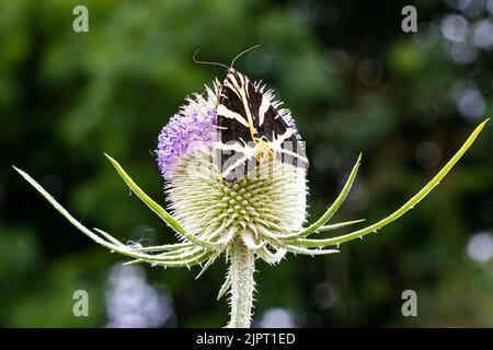 Eine Jersey Tiger Moth, euplagia quadripunctara, auch bekannt als spanische Flagge auf einer Teaselfabrik auf der Bere Marsh Farm, Shillingstone, North Dorset UK - Stockfoto