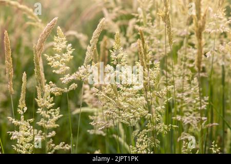 Schöne, weich fokussierte Gräser und Seiden an schönen sonnigen Tagen. Stachelett blüht wilde Wiesenpflanzen. Süßes Frühlingskraut (Anthoxanthum odoratum) und Stockfoto