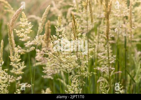 Schöne, weich fokussierte Gräser und Seiden an schönen sonnigen Tagen. Stachelett blüht wilde Wiesenpflanzen. Süßes Frühlingskraut (Anthoxanthum odoratum) und Stockfoto