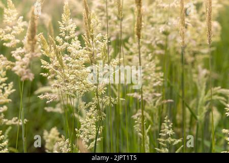 Schöne, weich fokussierte Gräser und Seiden an schönen sonnigen Tagen. Stachelett blüht wilde Wiesenpflanzen. Süßes Frühlingskraut (Anthoxanthum odoratum) und Stockfoto