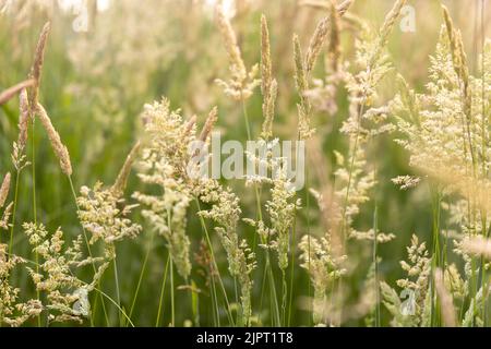 Schöne, weich fokussierte Gräser und Seiden an schönen sonnigen Tagen. Stachelett blüht wilde Wiesenpflanzen. Süßes Frühlingskraut (Anthoxanthum odoratum) und Stockfoto