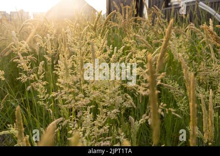 Schöne, weich fokussierte Gräser und Seiden an schönen sonnigen Tagen. Stachelett blüht wilde Wiesenpflanzen. Süßes Frühlingskraut (Anthoxanthum odoratum) und Stockfoto