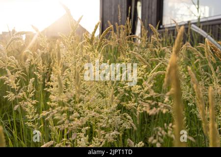 Schöne, weich fokussierte Gräser und Seiden an schönen sonnigen Tagen. Stachelett blüht wilde Wiesenpflanzen. Süßes Frühlingskraut (Anthoxanthum odoratum) und Stockfoto