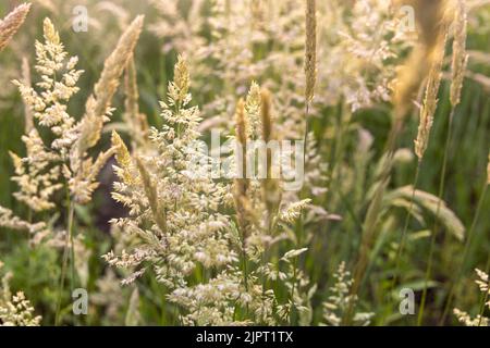 Schöne, weich fokussierte Gräser und Seiden an schönen sonnigen Tagen. Stachelett blüht wilde Wiesenpflanzen. Süßes Frühlingskraut (Anthoxanthum odoratum) und Stockfoto