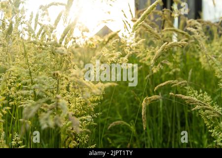 Schöne, weich fokussierte Gräser und Seiden an schönen sonnigen Tagen. Stachelett blüht wilde Wiesenpflanzen. Süßes Frühlingskraut (Anthoxanthum odoratum) und Stockfoto