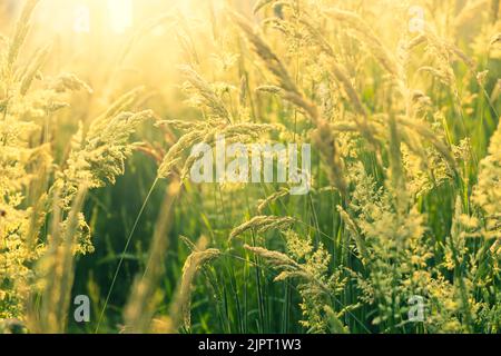 Schöne, weich fokussierte Gräser und Seiden an schönen sonnigen Tagen. Stachelett blüht wilde Wiesenpflanzen. Süßes Frühlingskraut (Anthoxanthum odoratum) und Stockfoto