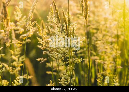 Schöne, weich fokussierte Gräser und Seiden an schönen sonnigen Tagen. Stachelett blüht wilde Wiesenpflanzen. Süßes Frühlingskraut (Anthoxanthum odoratum) und Stockfoto