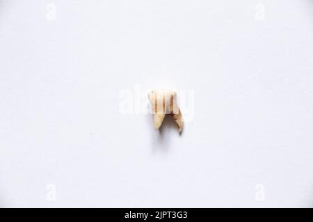 Baby Milch Zahn herausgezogen liegt auf einem weißen Hintergrund, Zahnmedizin und Zähne Stockfoto