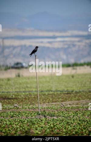 Corvus frugilegus, Rook oder Rook auf einem Sprinkler. Stockfoto