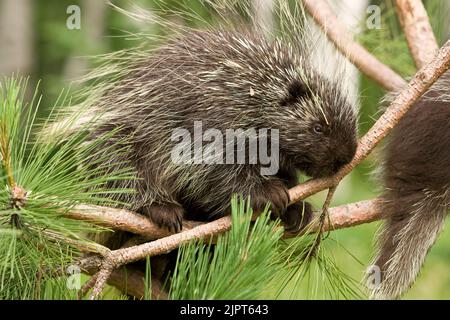 Stachelschwein (Erethizon dorsatum) (kontrollierter Studienteilnehmer) Stockfoto