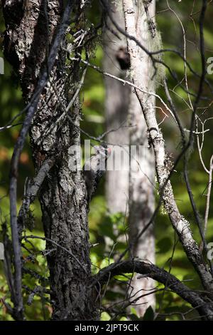 Haarspecht/Hairy Specht/Picoides villosus Stockfoto