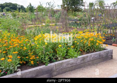 Hochbett mit Pot Marigolds, die im Weston Walled Garden bei RHS Bridgewater, Greater Manchester, England, blühen. Stockfoto