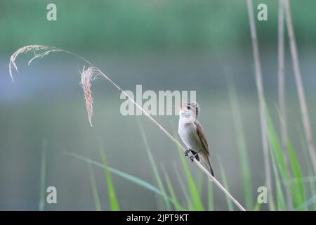 Ein flacher Fokus eines großen Rohrsänger, der im Schilf singt Stockfoto