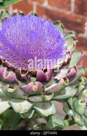 Tiefviolette Staubgefäße in einer beeindruckenden Globe Artischoke-Blüte, die aus der Nähe von Bienen gesehen wird. Stockfoto