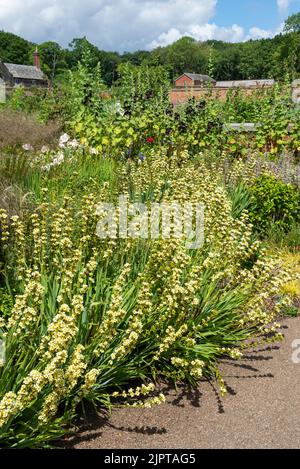 Sisyrinchium striatum, eine mehrjährige Pflanze, die im neuen Garten von RHS Bridgewater im Großraum Manchester, England, blüht. Stockfoto