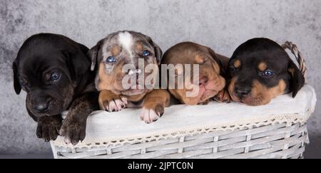 Vier Louisiana Catahoula Leopard Dogs Welpen auf grauem Hintergrund Stockfoto