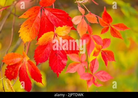 Farbenfroher Hintergrund gefallener Herbstblätter. Leuchtend rote Blätter wilder Trauben. Herbstkonzept Stockfoto