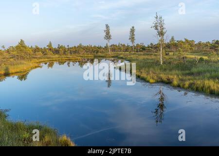 Sumpfgebiet im Kemeri-Nationalpark in Jurmala, Lettland. Stockfoto