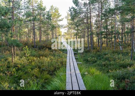 Sumpfgebiet im Kemeri-Nationalpark in Jurmala, Lettland. Stockfoto