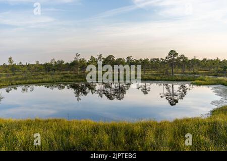 Sumpfgebiet im Kemeri-Nationalpark in Jurmala, Lettland. Stockfoto