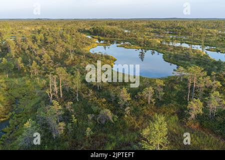 Sumpfgebiet im Kemeri-Nationalpark in Jurmala, Lettland. Stockfoto