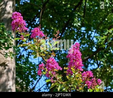 Eine Nahaufnahme einer rosa oder violetten Traubenmyrte. Auf einem schönen blauen Himmel Hintergrund. Stockfoto
