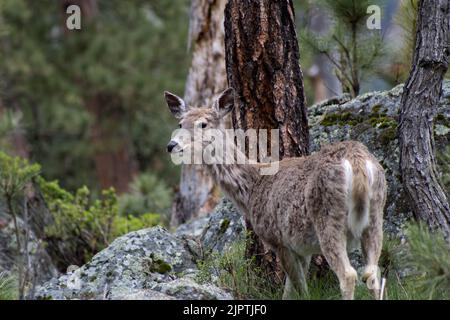 Ein Reh, der in der Nähe des Baumes im Wald steht Stockfoto