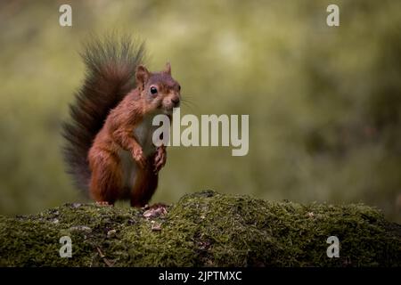 UK Wild Red Squirrel sieht lustig auf Hinterbeinen stehen Stockfoto