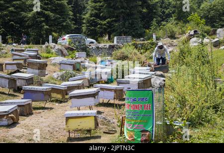 Mehrere Kästen von Bienenstöcken, die in der Bienenzucht für die Honig- und Wachszucht in Himachal Pradesh, indien, aufbewahrt werden. Ein Bienenarbeiter erntet Honig und Wachs aus Honigseiden Stockfoto