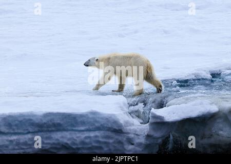 Ein Eisbär überquert einen Bach, während er über einen schneebedeckten Gletscher bei andreeneset auf kvitoya svalbard läuft Stockfoto