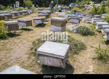 Mehrere Kästen von Bienenstöcken, die in der Bienenzucht für die Honig- und Wachszucht in Himachal Pradesh, indien, aufbewahrt werden. Ein Bienenarbeiter erntet Honig und Wachs aus Honigseiden Stockfoto