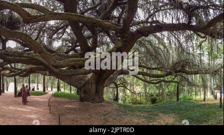 Arboretum de la Vallée-aux- Loups - Cèdre bleu pleureur de l'Atlas Stockfoto