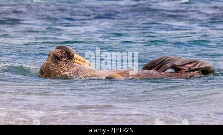 Ein Walross im Seitenprofil schwimmt auf seinem Rücken in einem otterartigen Posenkopf und sticht aus dem Wasser und Hinterflossen rollten sich am smeerenberg nach innen Stockfoto