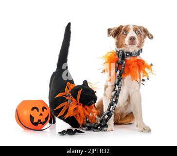 Miniatur American Shepherd und Katze vor weißem Hintergrund Stockfoto