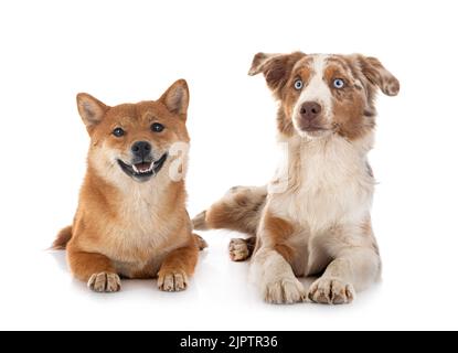 Miniatur American Shepherd und shiba Inu vor weißem Hintergrund Stockfoto