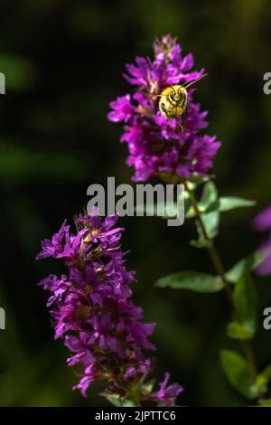 Hummel, Großbritannien Stockfoto