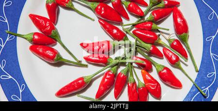 Teller mit Piri-Piri-Chilischote. Aufnahme im Studio mit Tageslicht Stockfoto