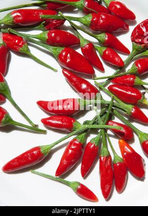 Teller mit Piri-Piri-Chilischote. Aufnahme im Studio mit Tageslicht. Holzhintergrund Stockfoto