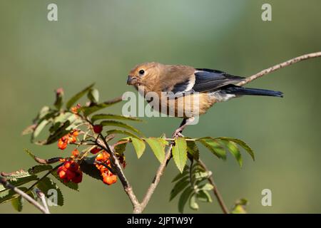 Juveniler Eurasischer Bullfinch (Pyrrrhula pyrrhula) im Spätsommer Yorkshire. Stockfoto