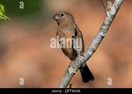 Juveniler Eurasischer Bullfinch (Pyrrrhula pyrrhula) im Spätsommer Yorkshire. Stockfoto