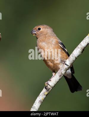 Juveniler Eurasischer Bullfinch (Pyrrrhula pyrrhula) im Spätsommer Yorkshire. Stockfoto