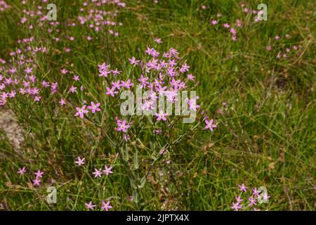 Centaurium pulchellum lila Blüten Stockfoto