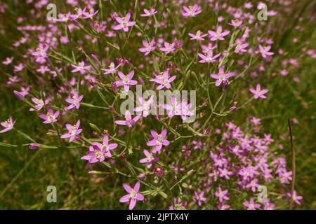 Centaurium pulchellum lila Blüten Stockfoto