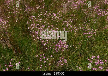 Centaurium pulchellum lila Blüten Stockfoto