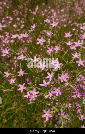 Centaurium pulchellum lila Blüten Stockfoto