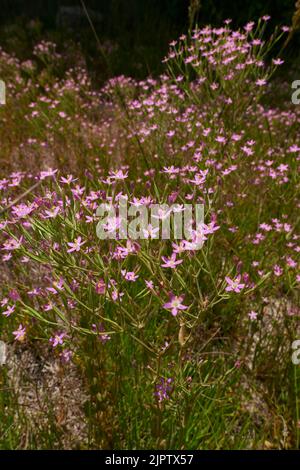 Centaurium pulchellum lila Blüten Stockfoto