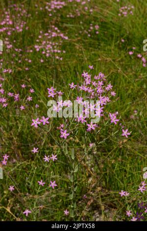 Centaurium pulchellum lila Blüten Stockfoto