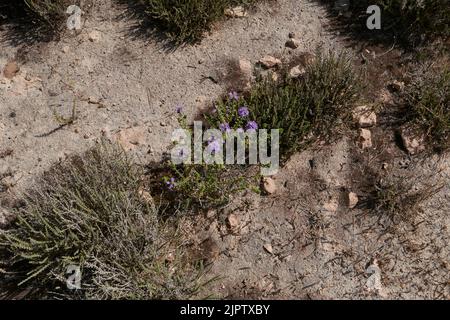 Thymbra capitata in voller Blüte Stockfoto