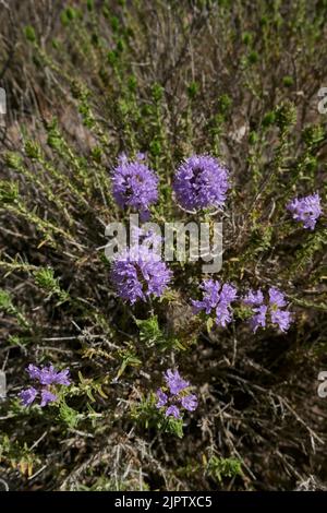 Thymbra capitata in voller Blüte Stockfoto